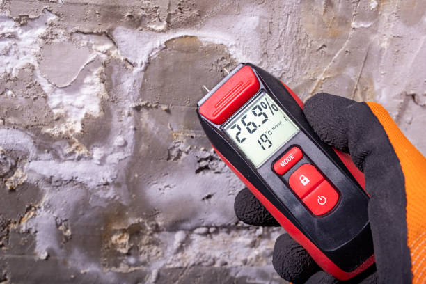 Best Mold Remediation Services  in Homer Glen, IL