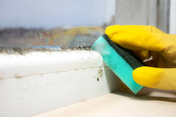 Best Mold Testing  in Homer Glen, IL
