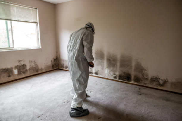 Best Office Mold Removal Services  in Homer Glen, IL